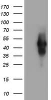 TMEFF2 Antibody (clone OTI3H8)