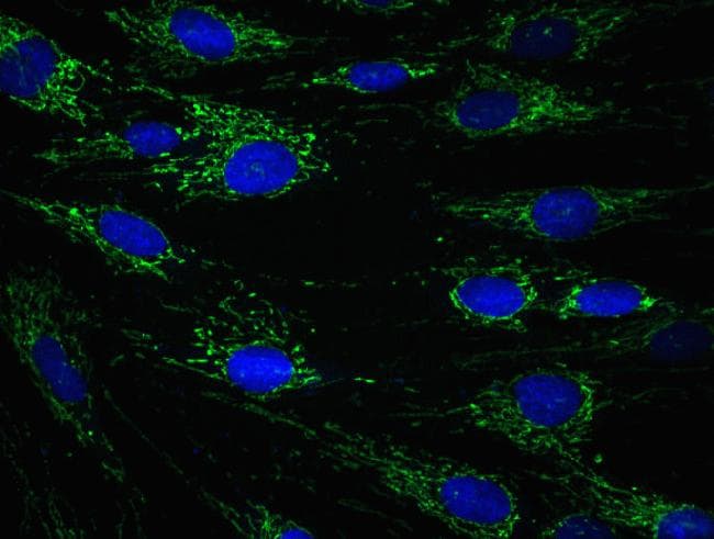 Monoclonal Mouse anti-Human ECH1 Antibody (clone 9D11AF3, IF)