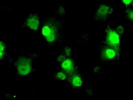 ID3 Antibody (clone OTI5C7)