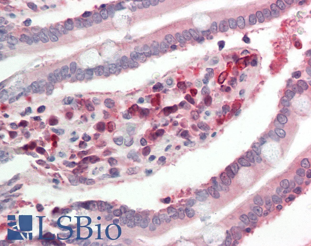 Polyclonal Rabbit anti-Human CYP2C18 / CYP2C Antibody (N-Terminus, IHC, WB)