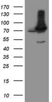 Monoclonal Mouse anti-Human NUB1 Antibody (clone OTI2G1, IHC, WB)