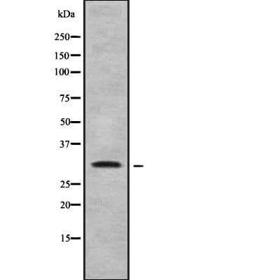 MED4 Antibody