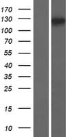TJP3 / ZO3 Protein (Over-Expression Lysate Myc-DDK (Flag))