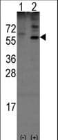 OLFM1 Antibody (aa71-100)