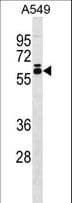 DUS2 / DUS2L Antibody (aa371-397)