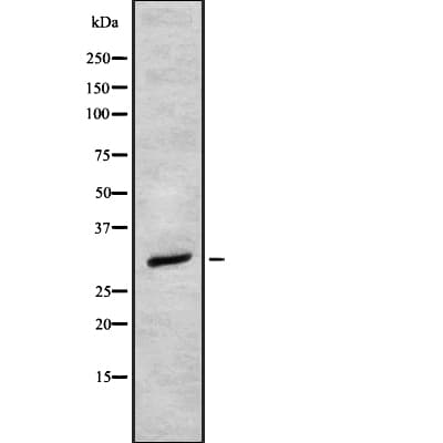 OLIG2 Antibody