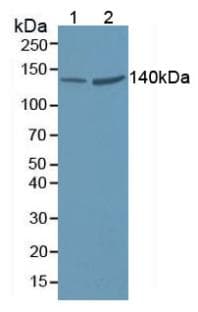 VARS / ValRS Antibody