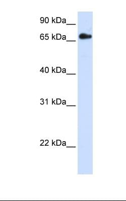 RXRB Antibody (aa74-123)