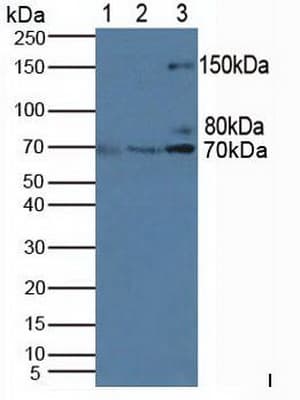 BCAP / PIK3AP1 Antibody (aa489-730, PE)