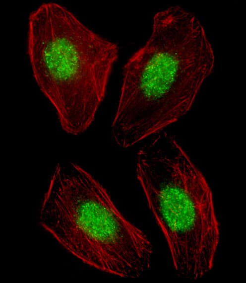 NR1H3 / LXR Alpha Antibody (aa226-253)