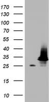 HADH Antibody (aa57-314, clone OTI1B11)