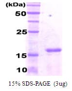 Human CEBPG / CEBP Gamma Protein (Recombinant His)