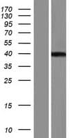 C8orf58 Protein (Over-Expression Lysate Myc-DDK (Flag))