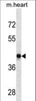 Monoclonal Mouse anti-Human DRD4 / Dopamine Receptor D4 Antibody (aa365-391, WB)