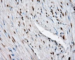 LTA4H / LTA4 Antibody (clone OTI7D11)