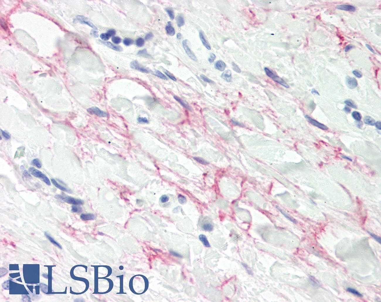 IHC-plus™ MFAP4 Antibody (aa228-255)