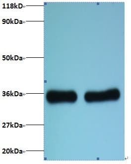 RPL8 / Ribosomal Protein L8 Antibody (HRP)