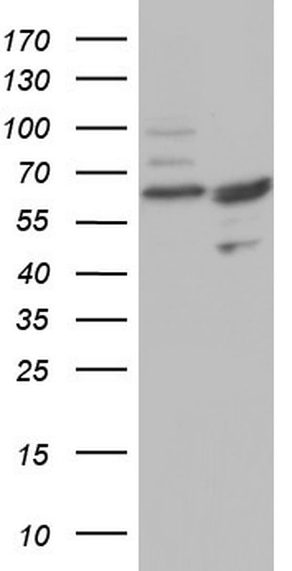 CFLAR / FLIP Antibody (aa1-272, clone OTI2B9)