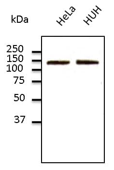 CDH2 / N Cadherin Antibody (C-Terminus)