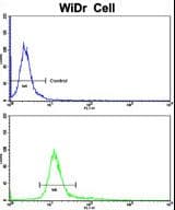 Polyclonal Rabbit anti-Human CTDP1 / FCP1 Antibody (aa247-276, IHC, WB)