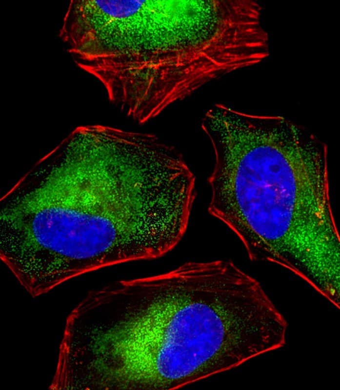 Monoclonal Mouse anti-Human DENR / Density Regulated Antibody (clone 1542CT106.51.79, IHC, IF, WB)