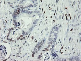 MAFB Antibody (aa32-320, clone OTI1E9)