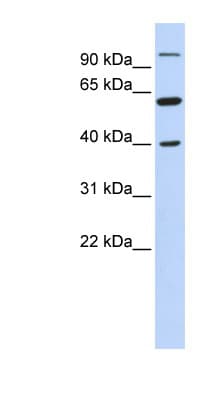 LETM2 Antibody (N-Terminus)