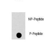 MAPK8 / JNK1 Antibody (phospho-Thr183)