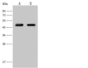 SCCPDH Antibody