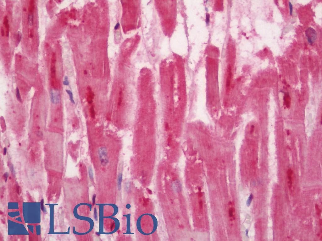 IHC-plus™ COG4 Antibody (aa686-786)