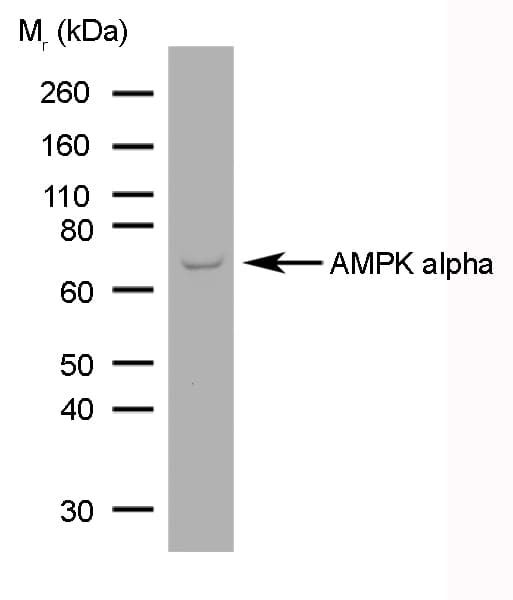 PRKAA1 / AMPK Alpha 1 Antibody (N-Terminus, clone 84.1)