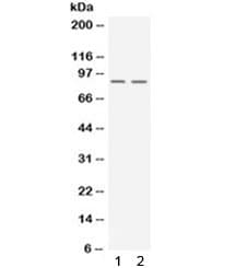 Polyclonal Rabbit anti-Human NIRF / UHRF2 Antibody (IHC, WB)