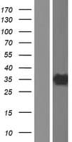 SCGN / Secretagogin Protein (Over-Expression Lysate Myc-DDK (Flag))