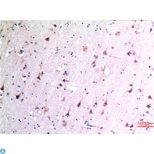 BECN1 / Beclin-1 Antibody