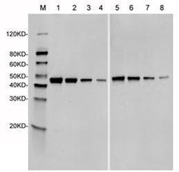 Streptococcus pyogenes CRISPR-associated endonuclease Cas9/Csn1 Antibody (clone 4A1)