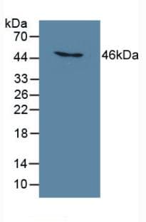 C6orf150 / MB21D1 Antibody (aa211-395, Biotin)