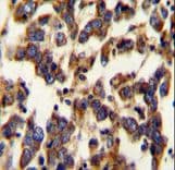 BSCL2 Antibody (aa78-107)