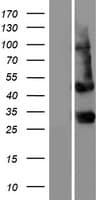 PTCRA Protein (Over-Expression Lysate Myc-DDK (Flag))