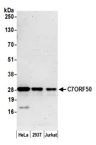 C7orf50 Antibody (aa25-75)