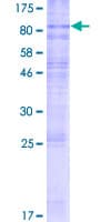 Human MFSD7 Protein (Recombinant GST)