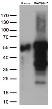 DOK3 Antibody (aa63-317, clone OTI3G9, Carrier-free)