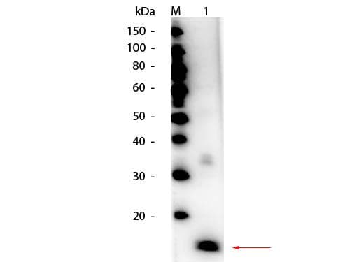 Polyclonal Rabbit anti-Bovine Superoxide Dismutase Antibody (Lyophilized, HRP, WB)