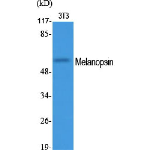 OPN4 / Melanopsin Antibody (400-480 aa, C-terminal)
