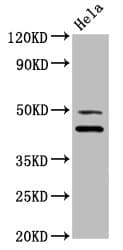 DNAJA1 / HDJ2 Antibody