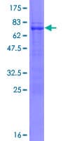 Human TRIM10 Protein (Recombinant GST)