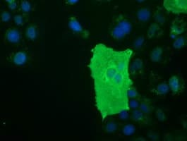 BTN1A1 Antibody (clone OTI7B5)