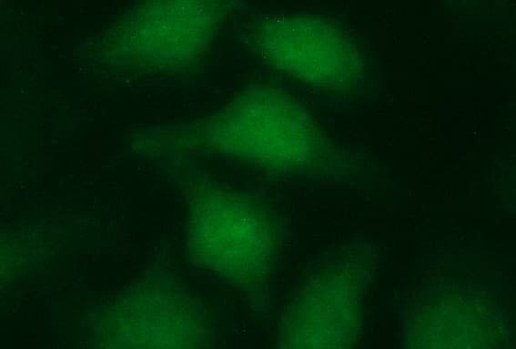 LZIC Antibody (aa1-190, clone OTI3A7)
