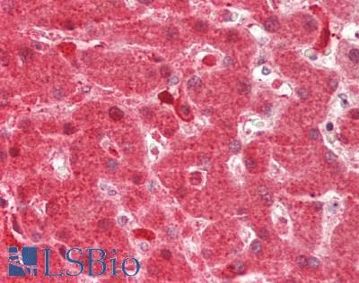 Polyclonal Rabbit anti-Human DHODH Antibody (aa69-118, IHC, WB)