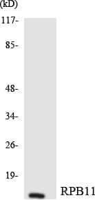 POLR2J Antibody (aa24-73)
