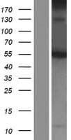 C10orf2 / PEO1 Protein (Over-Expression Lysate Myc-DDK (Flag))